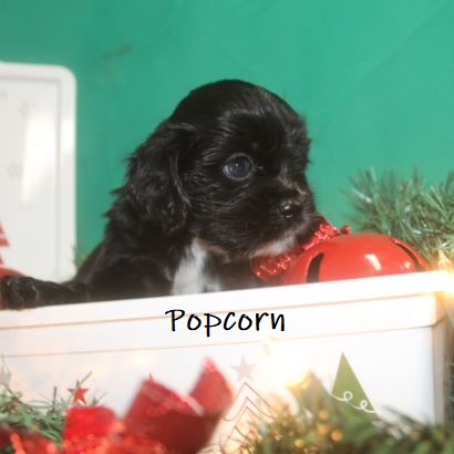 puppy, for, sale, Cocker Spaniel, Joe & Cherri  Overlease, dog, breeder, Miller, MO, dog-breeder, puppy-for-sale, forsale, nearby, find, puppyfind, locator, puppylocator, aca